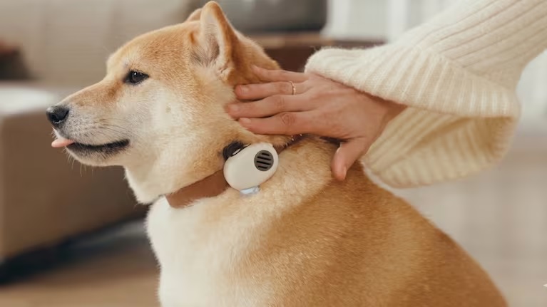 APLICACIÓN CHINA PARA INTERPRETAR A TUS MASCOTAS