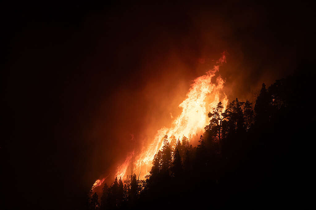 SE MULTIPLICARON POR DIEZ LOS BOSQUES PATAGÓNICOS ARRASADOS POR EL FUEGO